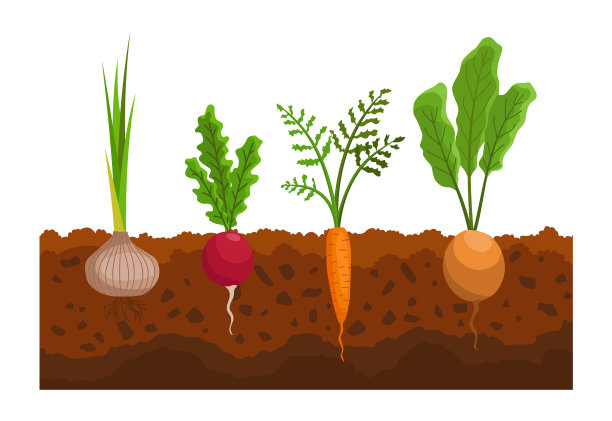蔬菜生长在地面植物显示图片下载