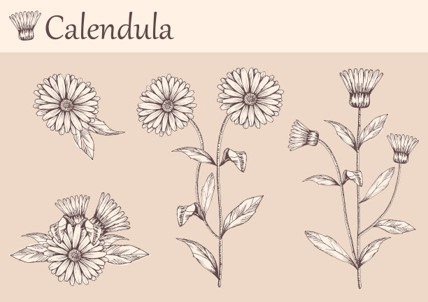 金盏花图片下载