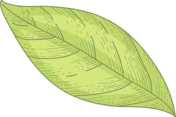 详细的图纸整个留下柠檬孤立图片下载