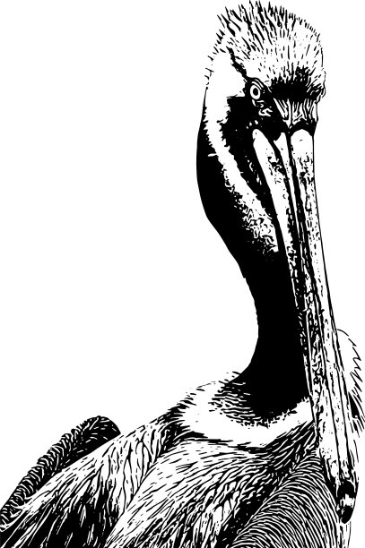 鹈鹕关闭图片下载