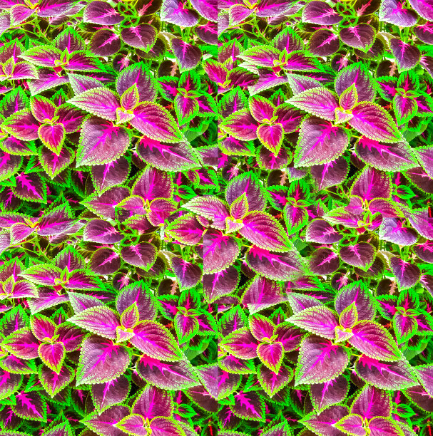 彩叶的特写图片下载