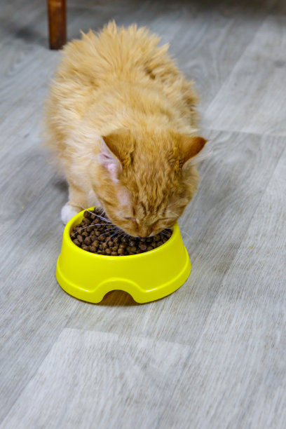 可爱的猫在地板上的黄色塑料碗里吃食物图片下载
