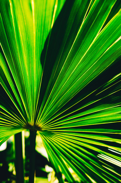 棕榈叶图片下载