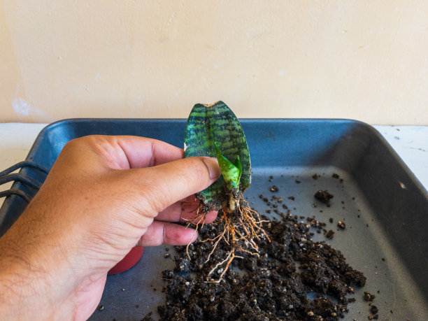 从单叶繁殖三采蛇属植物图片下载