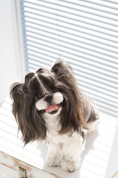 这只狗面带微笑，直视着前方。图片下载