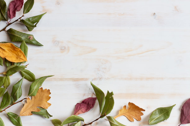 秋叶边白图片下载