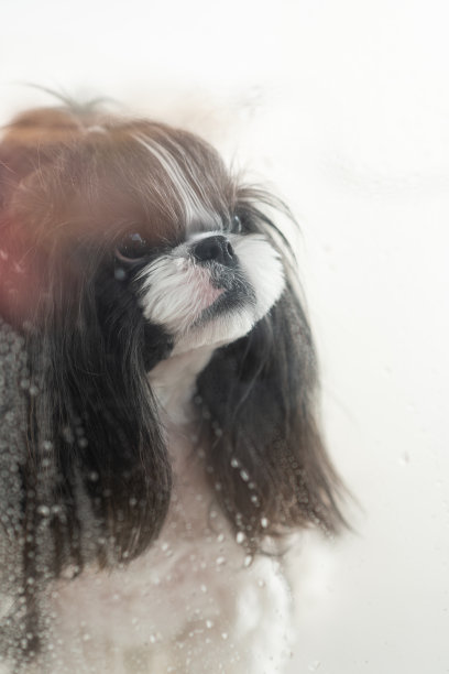 一只狗从窗口看雨。图片下载