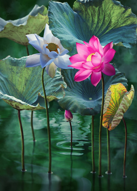 美丽的粉红色和白色的lorus花在湖里图片下载