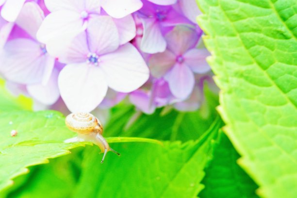 粉红色的绣球花和小蜗牛试图从叶子上下来图片下载