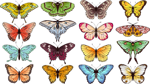 蝴蝶与春蝶昆虫图片下载