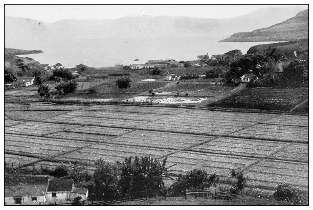 古董黑白照片:夏威夷考艾岛，Makahuena镇和港口图片下载