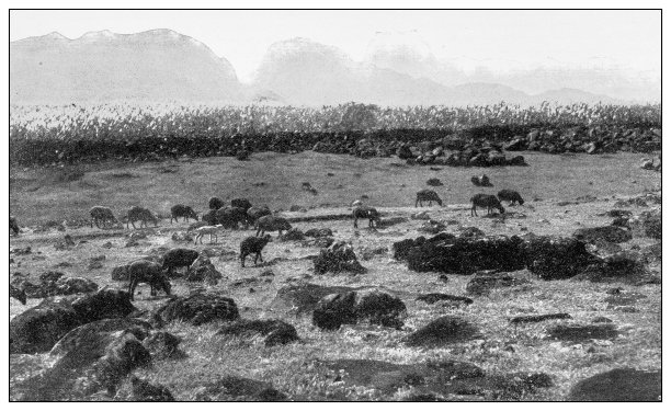 古董黑白照片:绵羊牧场，Niihau岛，夏威夷图片下载