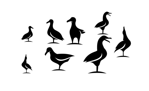 设置海鸥1图片下载