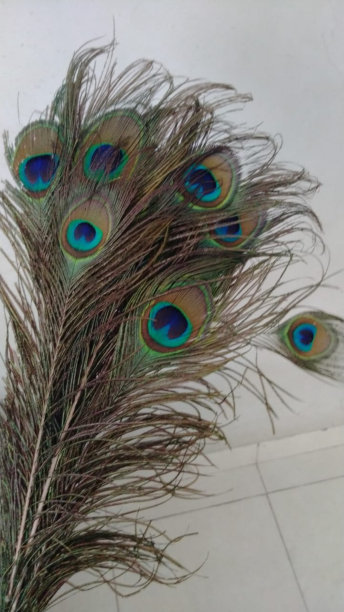 孔雀羽毛图片下载