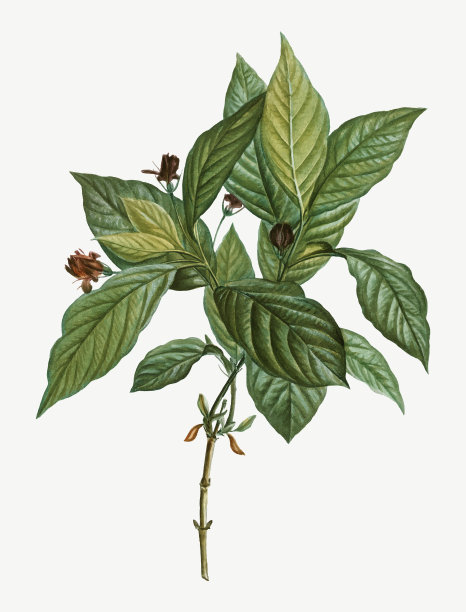 Pd43 - 0401 - 027 -眼睛图片下载