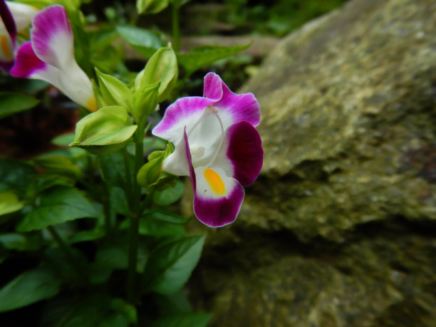 白色和粉红色紫色的如愿骨花图片下载