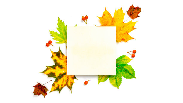 秋平。干燥的绿叶，黄叶和红色浆果在形状框架孤立在白色背景与空白的文本。平铺，俯视图，复制空间。图片下载