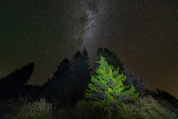 在西维吉尼亚州的云杉旋钮湖，夜晚漆黑的天空中有许多星星，被照亮的高大的绿色松树从低角度仰望图片下载