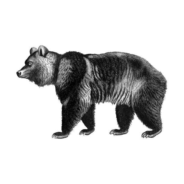 古董棕熊图片下载