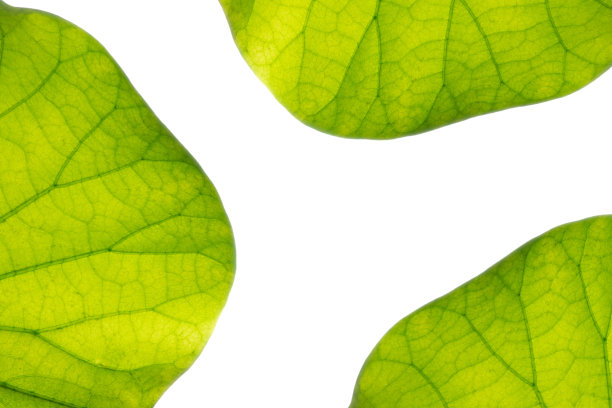 荷叶纹理。图片下载