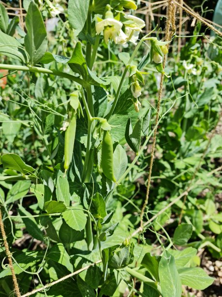 花园里灌木上的豌豆图片下载