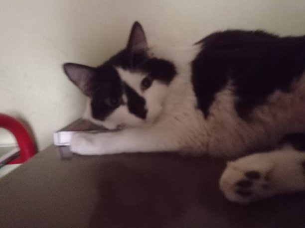 大眼睛的猫图片下载