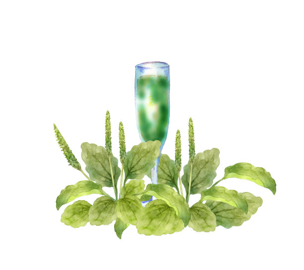 车前草和绿色汁液图片下载