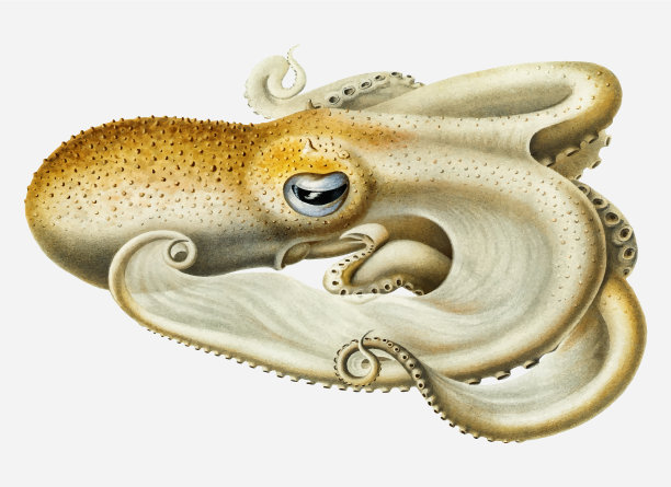 velodona章鱼图片下载