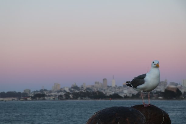 金门大桥上令人惊叹的景色。在海湾地区，海鸥在前面的日落美景。美国旧金山壮观的日落。图片下载
