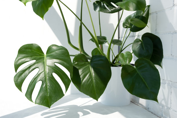 美丽的美味怪兽或瑞士奶酪植物在阳光下，以砖墙为背景图片下载