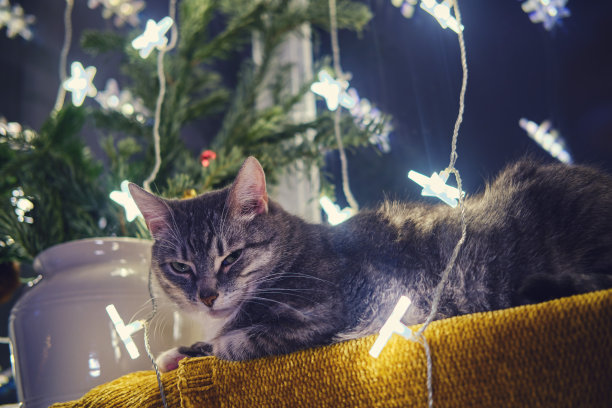 除夕之夜，一只灰色的大猫躺在窗前，身上挂着圣诞树的花环。圣诞老人送宠物作为新年礼物图片下载