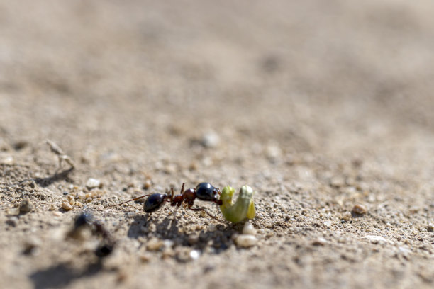蚂蚁在大自然中爬行。她把食物带到她的窝里。特写,详细,宏。图片下载