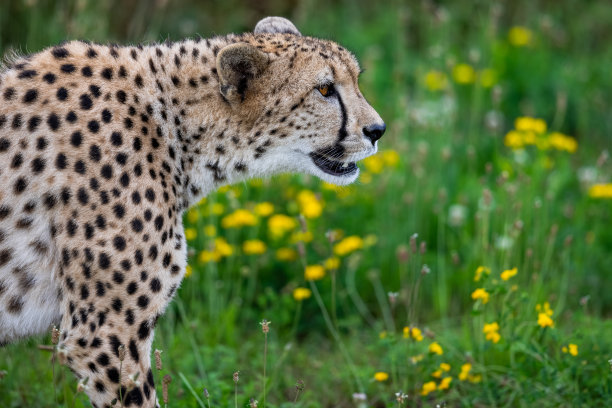 在大草原上行走的猎豹图片下载