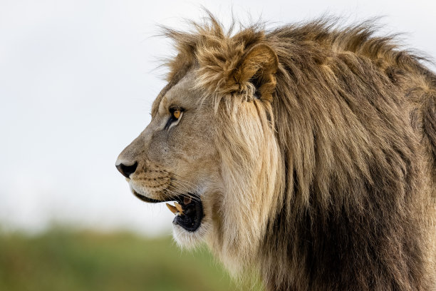 一头狮子在大草原上休息图片下载