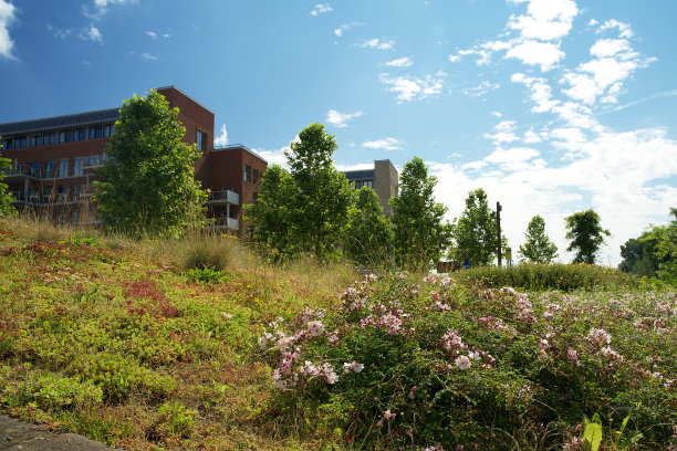 夏季，在城市环境中，滑动屋顶上盛开的景天植物屋顶花园图片下载