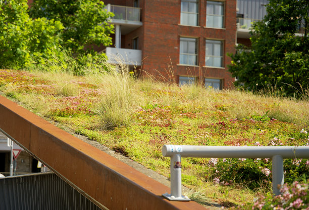 夏季，在城市环境中，滑动屋顶上盛开的景天植物屋顶花园图片下载