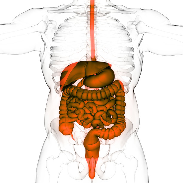 人体消化系统解剖学图片下载
