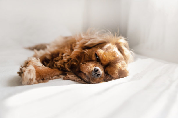 狗狗在卧室打盹图片下载