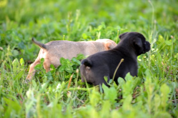 可爱的混种小狗图片下载