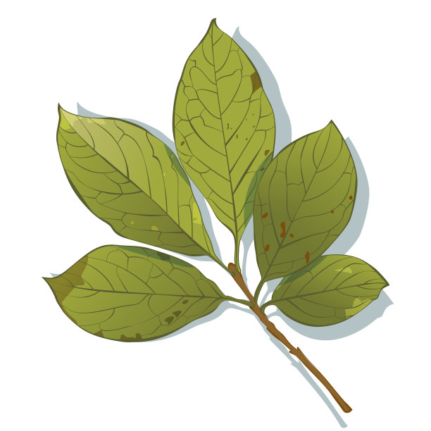 植物学匈牙利丁香叶孤立在白色的背景图片下载