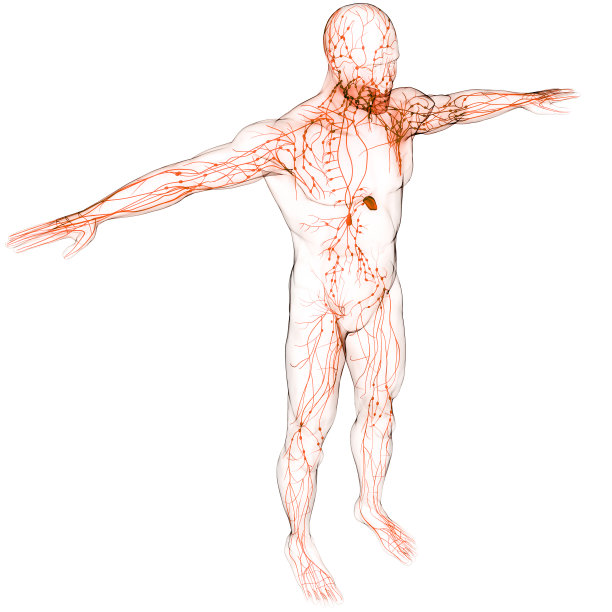 人体内部系统淋巴结解剖学图片下载