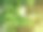 咖啡树和新鲜的绿色植物图片下载