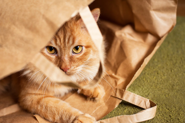 在绿色地毯的照片里有一个纸袋，里面有一只红猫图片下载