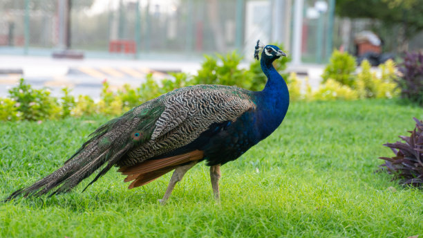 卡塔尔公园里美丽的孔雀图片下载