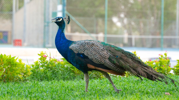 卡塔尔公园里美丽的孔雀图片下载