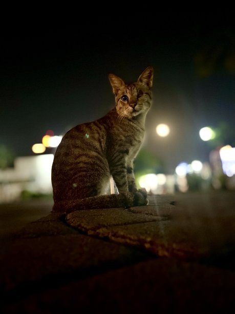 猫的夜景特写图片下载