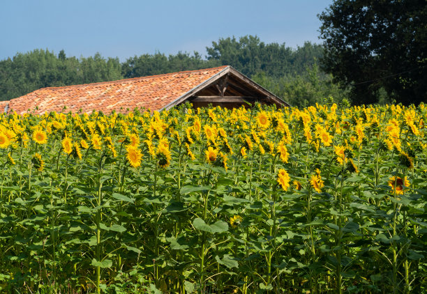 阳光明媚的向日葵田图片下载