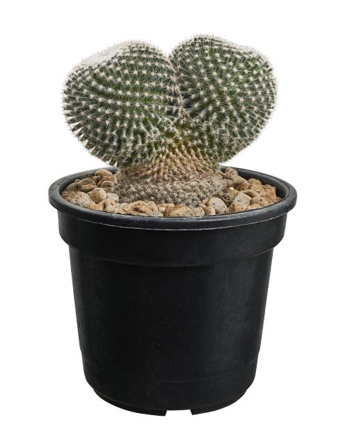 猫头鹰眼仙人掌，状菌Perbella Hildmann ex K. Schumann在花盆分离在白色背景与剪切路径图片下载