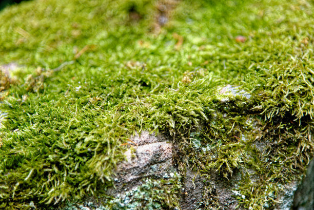 石头上长着地衣和苔藓图片下载
