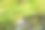 石头上长着地衣和苔藓图片下载
